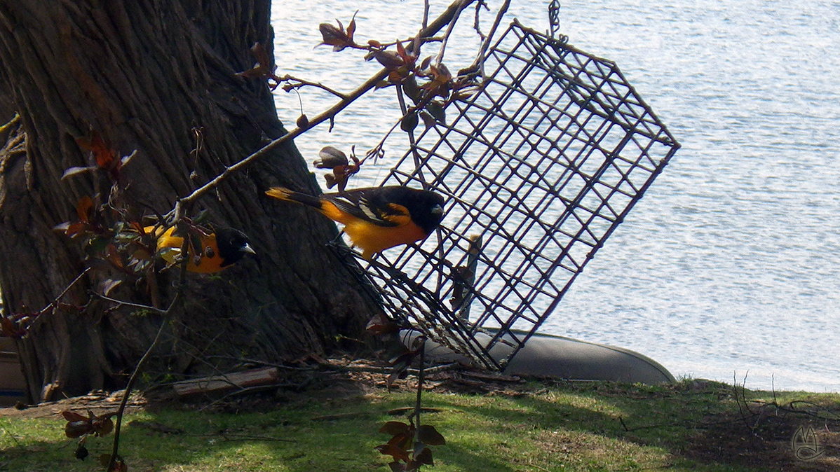 Baltimore Oriole