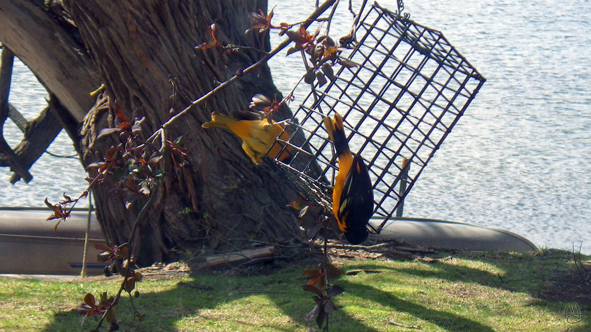 Baltimore Oriole, pair.