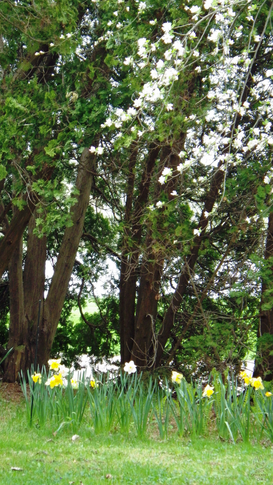 Blossom and Cedar.