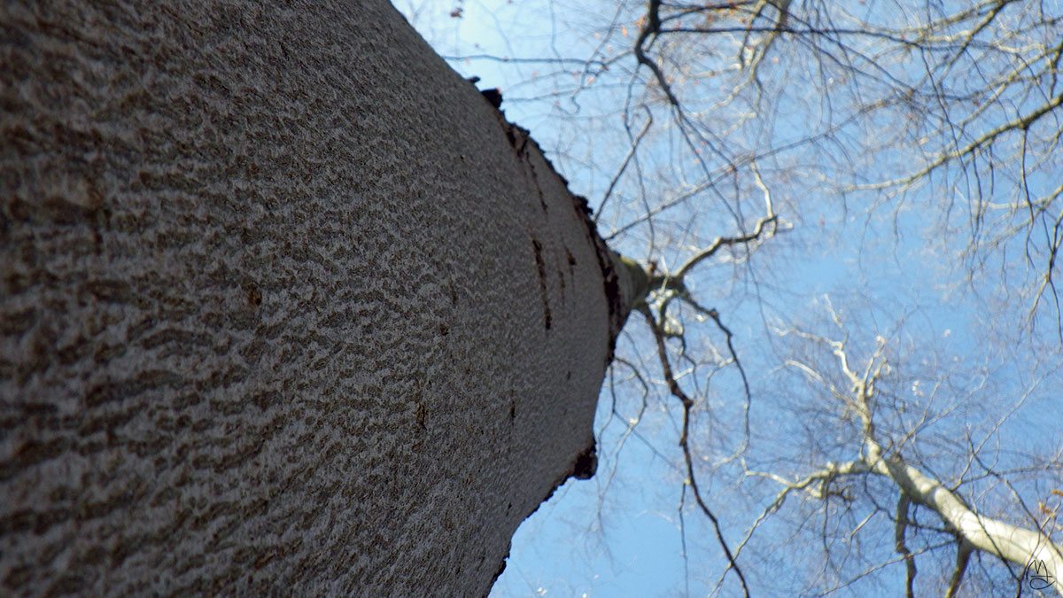 Beech tree.