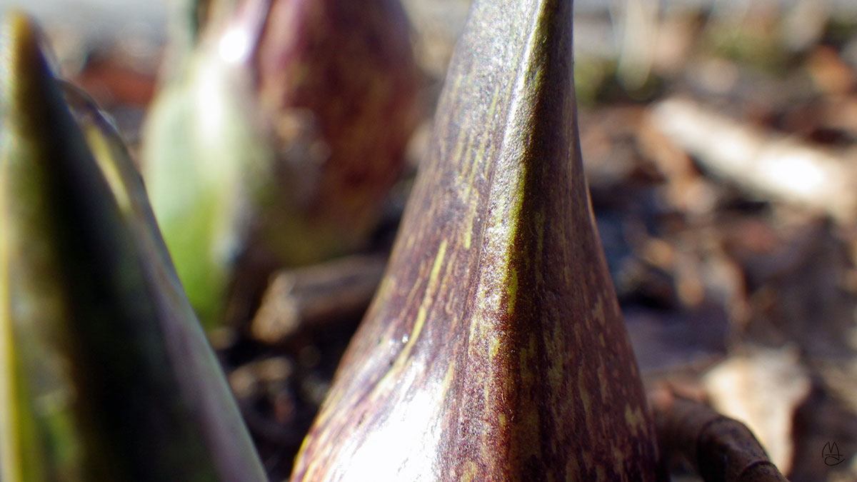 Skunk Cabbage sprout.