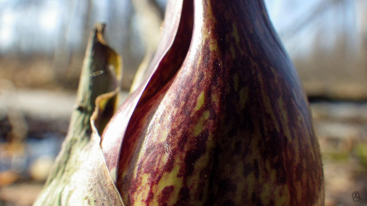 Skunk Cabbage.