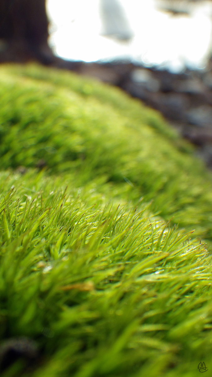 Moss.