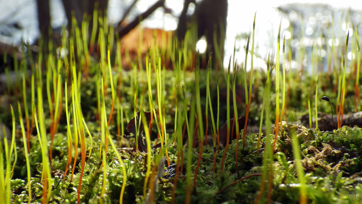 Moss.