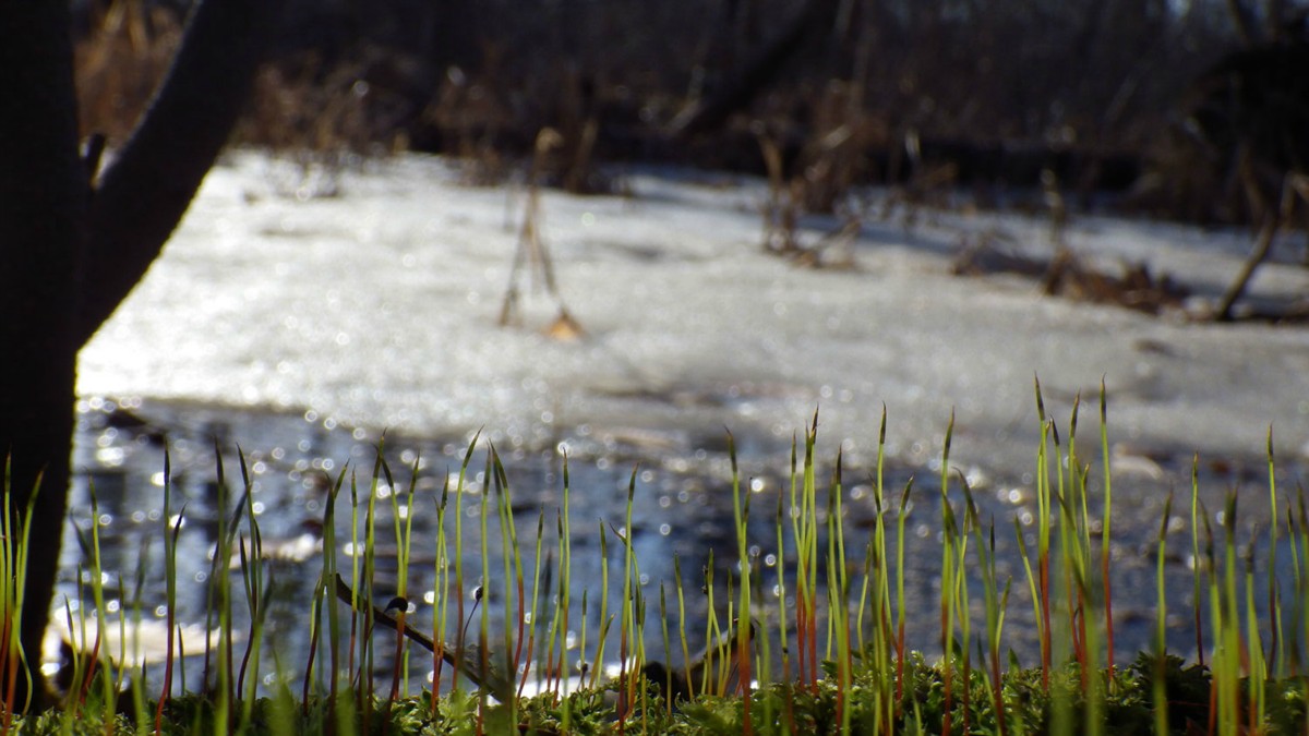 Moss and ice.