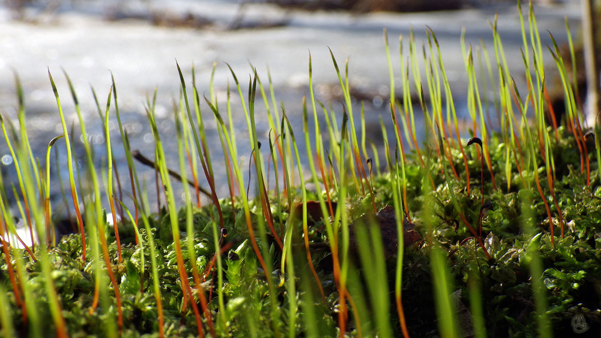 Moss and ice.