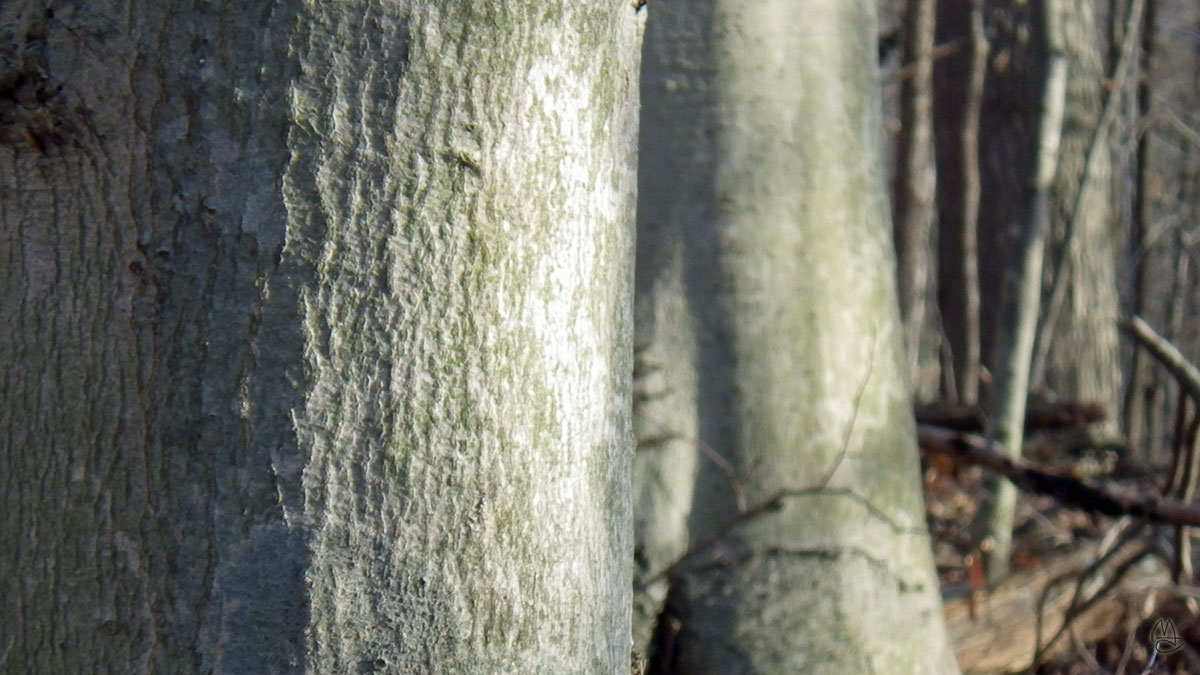 Beech bark.