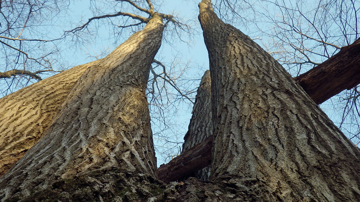 Landmark Oak.