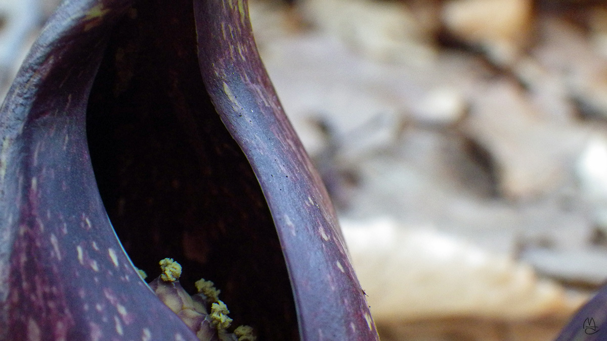 Skunk Cabbage.