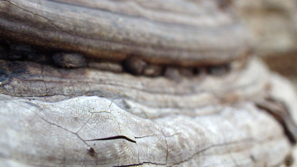 Shelf fungus.