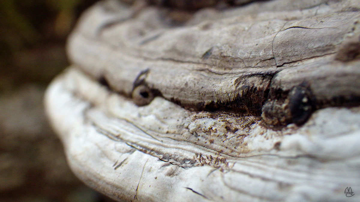 Shelf fungus.