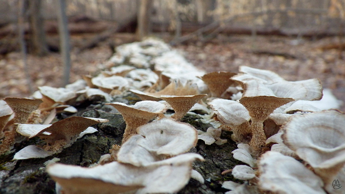 Fungus on wood.