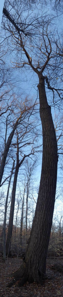 NIce Oak.  Pano here.