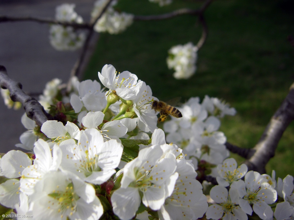 Collecting pollen.