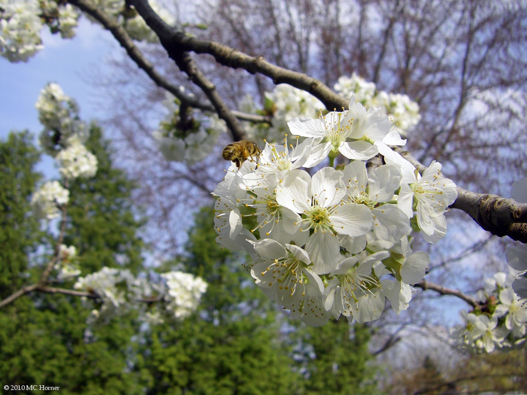 Hey! I found more pollen over here!