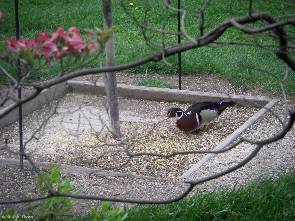 Wood Duck, Dogwood..