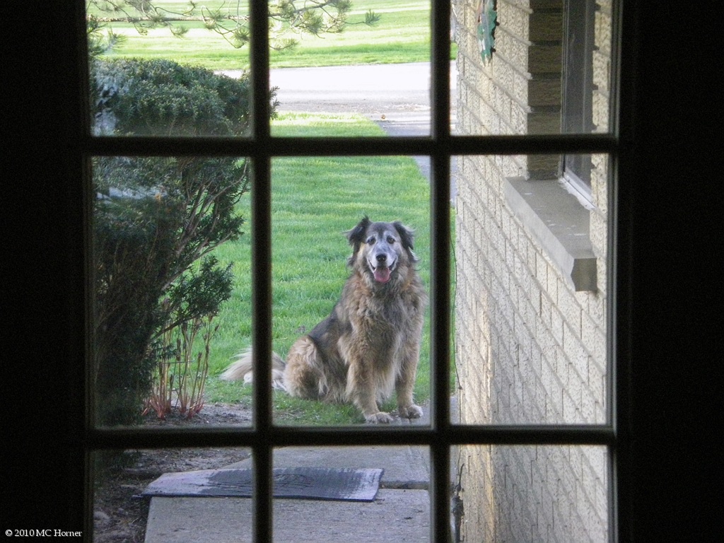 Doorbell Dog.