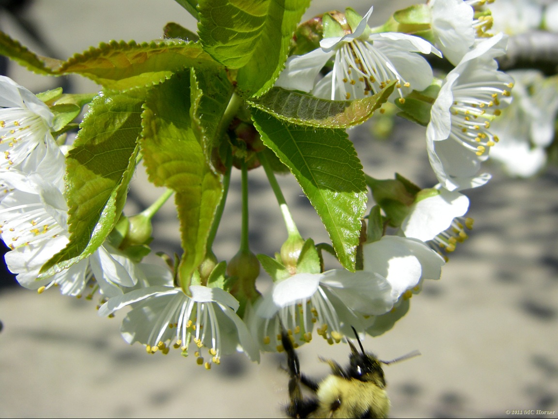 Cherry blossom and bumblebee.