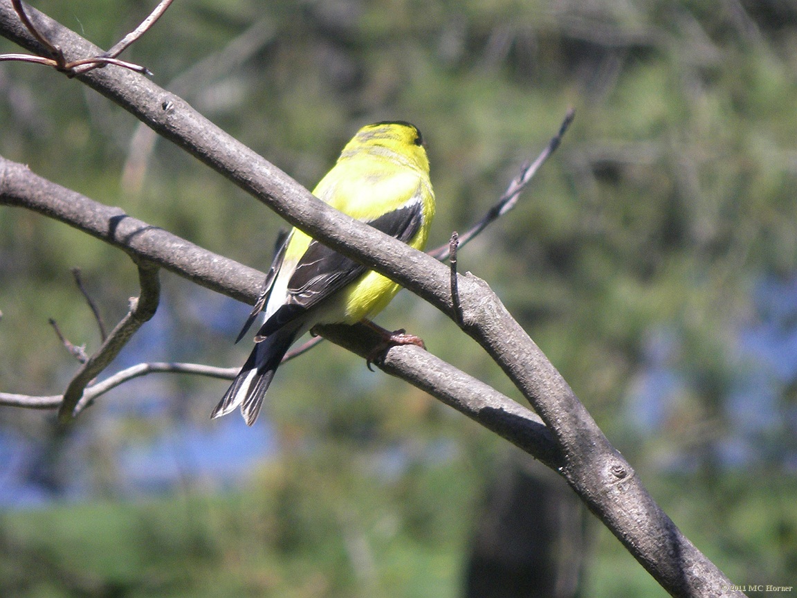 Sleeping Goldfinch.