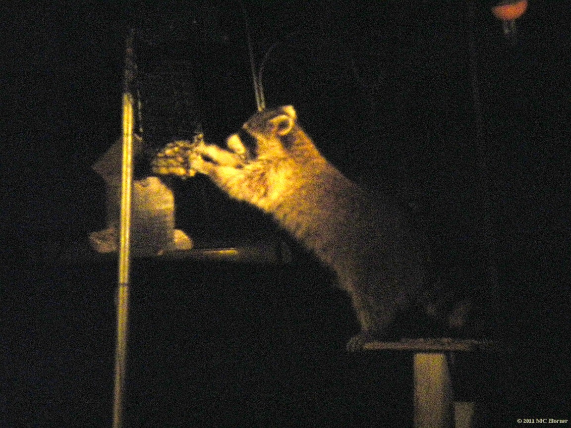 So that's where all the suet goes!