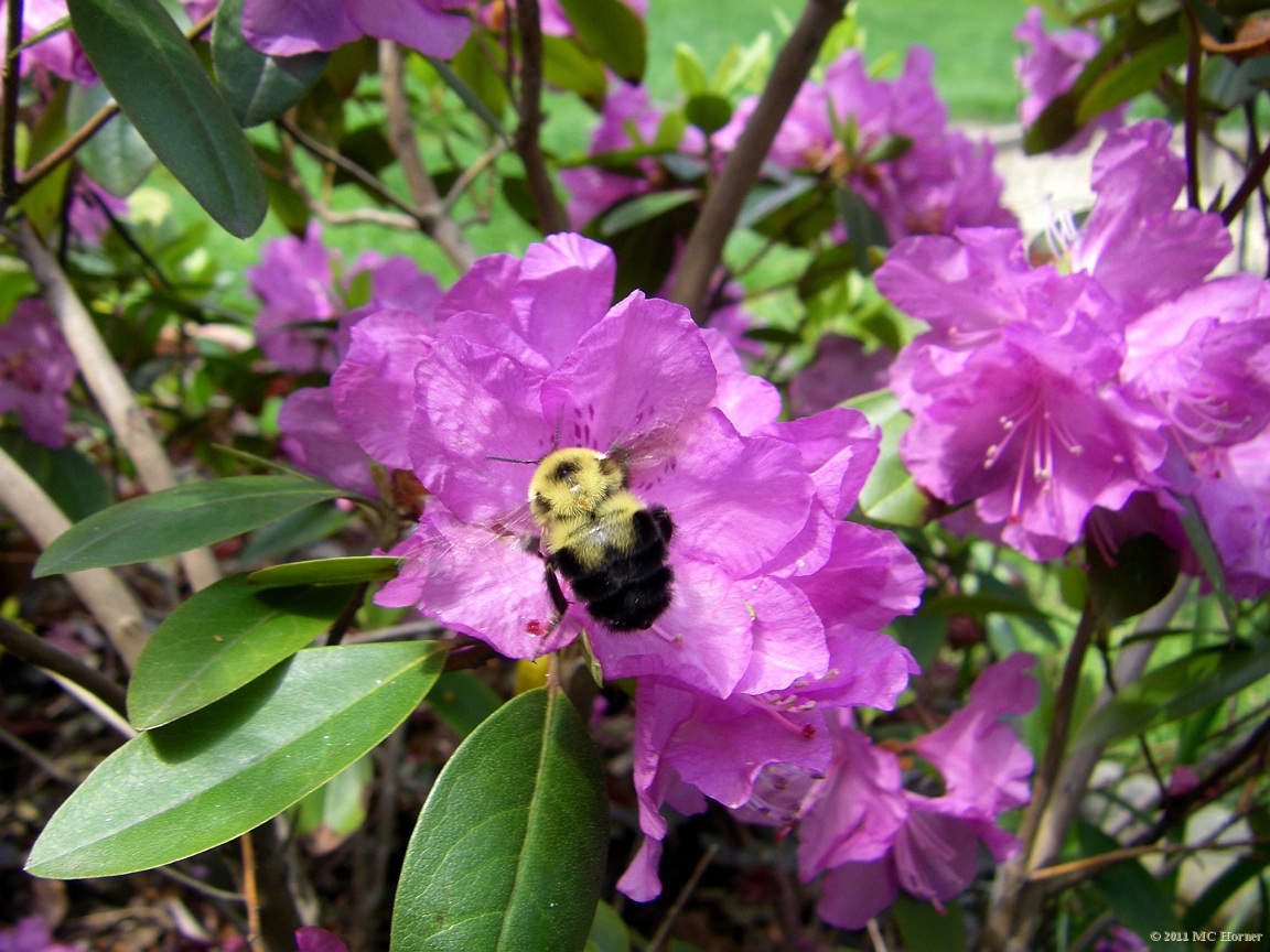 Azalea and bumblebee.