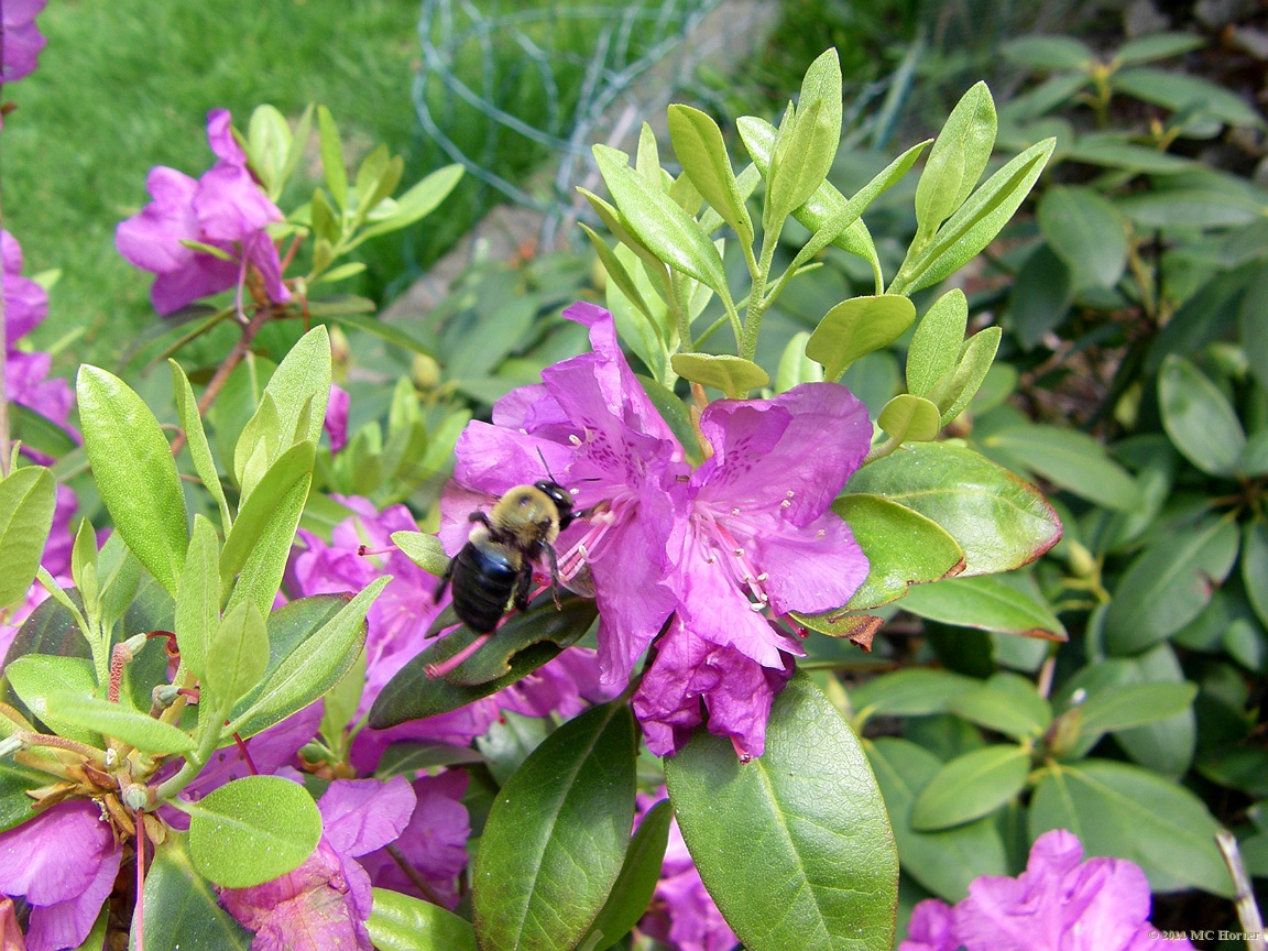 Azalea and bumblebee.