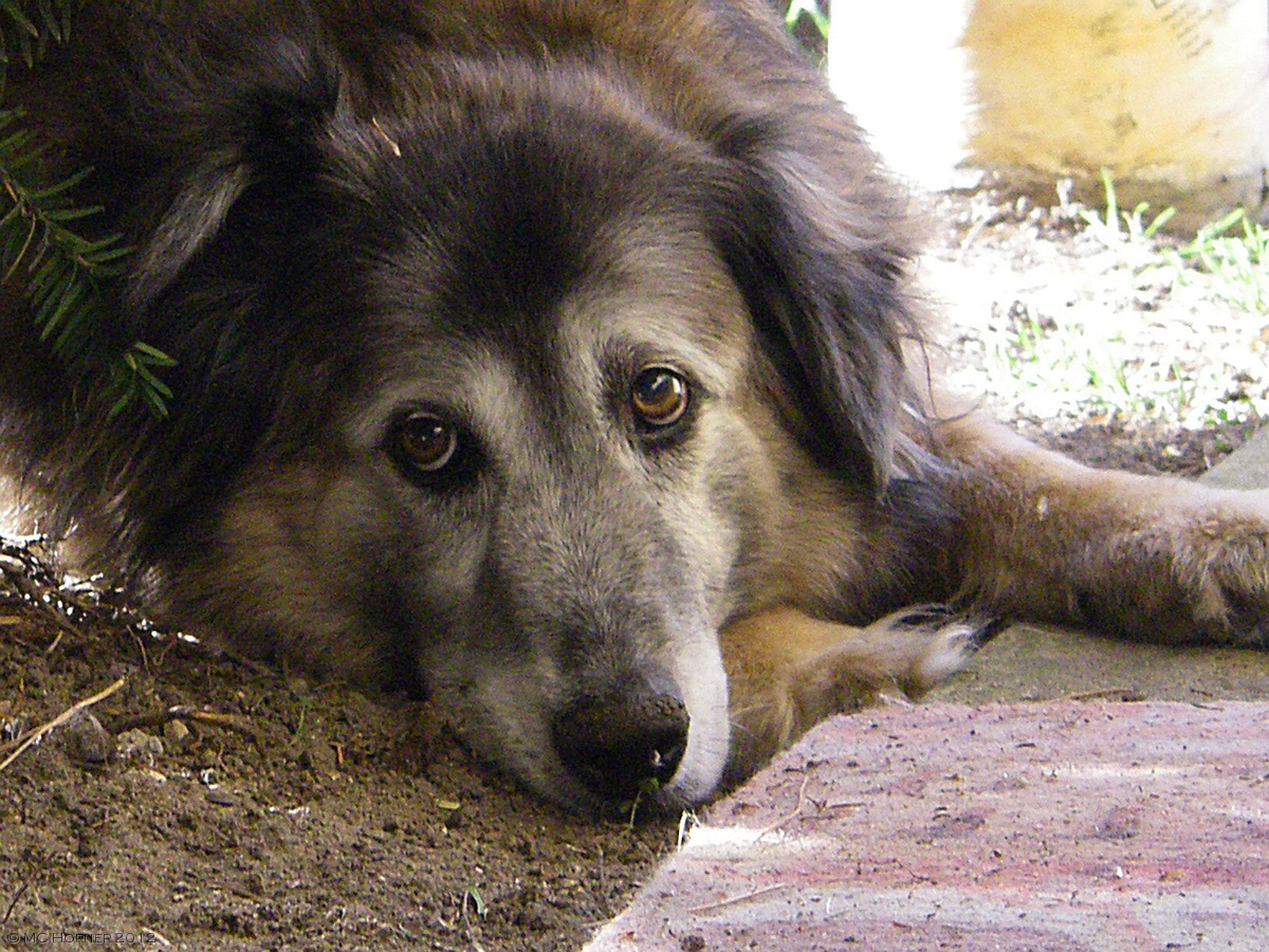 Pal B. wondering when we'll be outside.