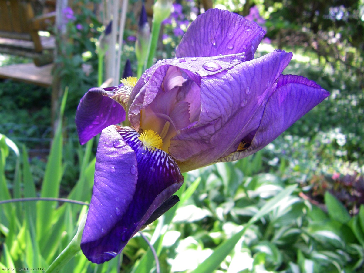 Iris unfurling.