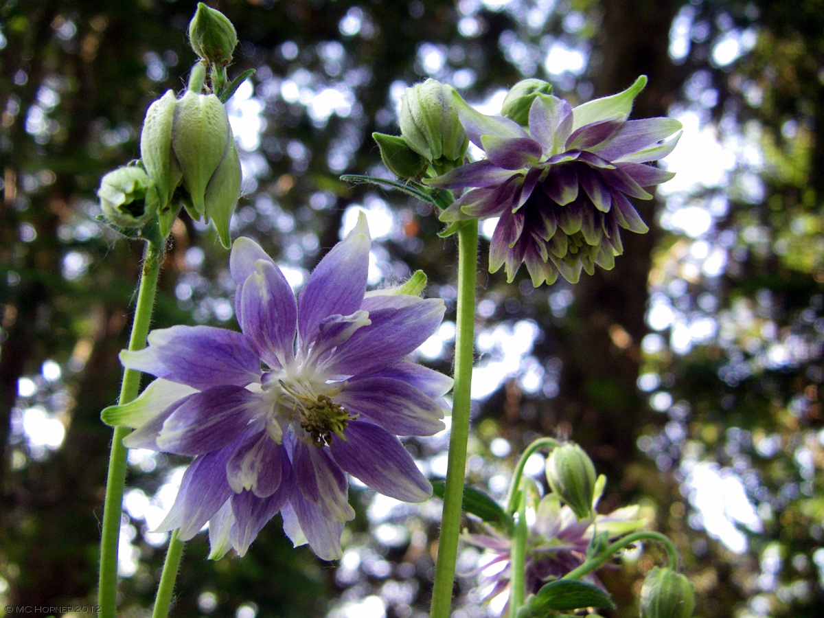 Columbine.
