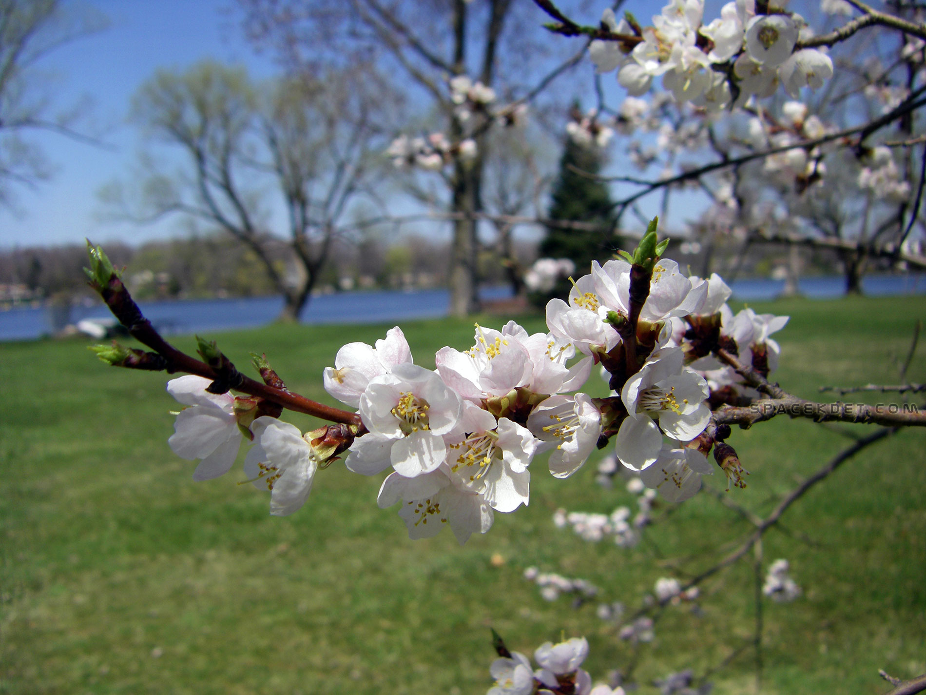 Elgin's Apricot.