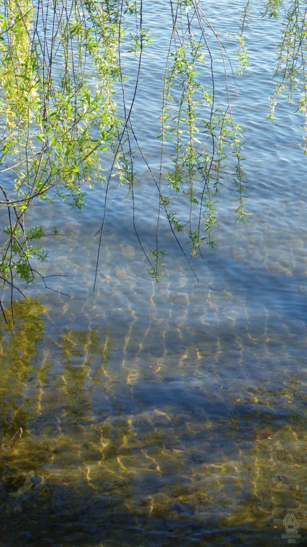 Weeping Willow in bloom.