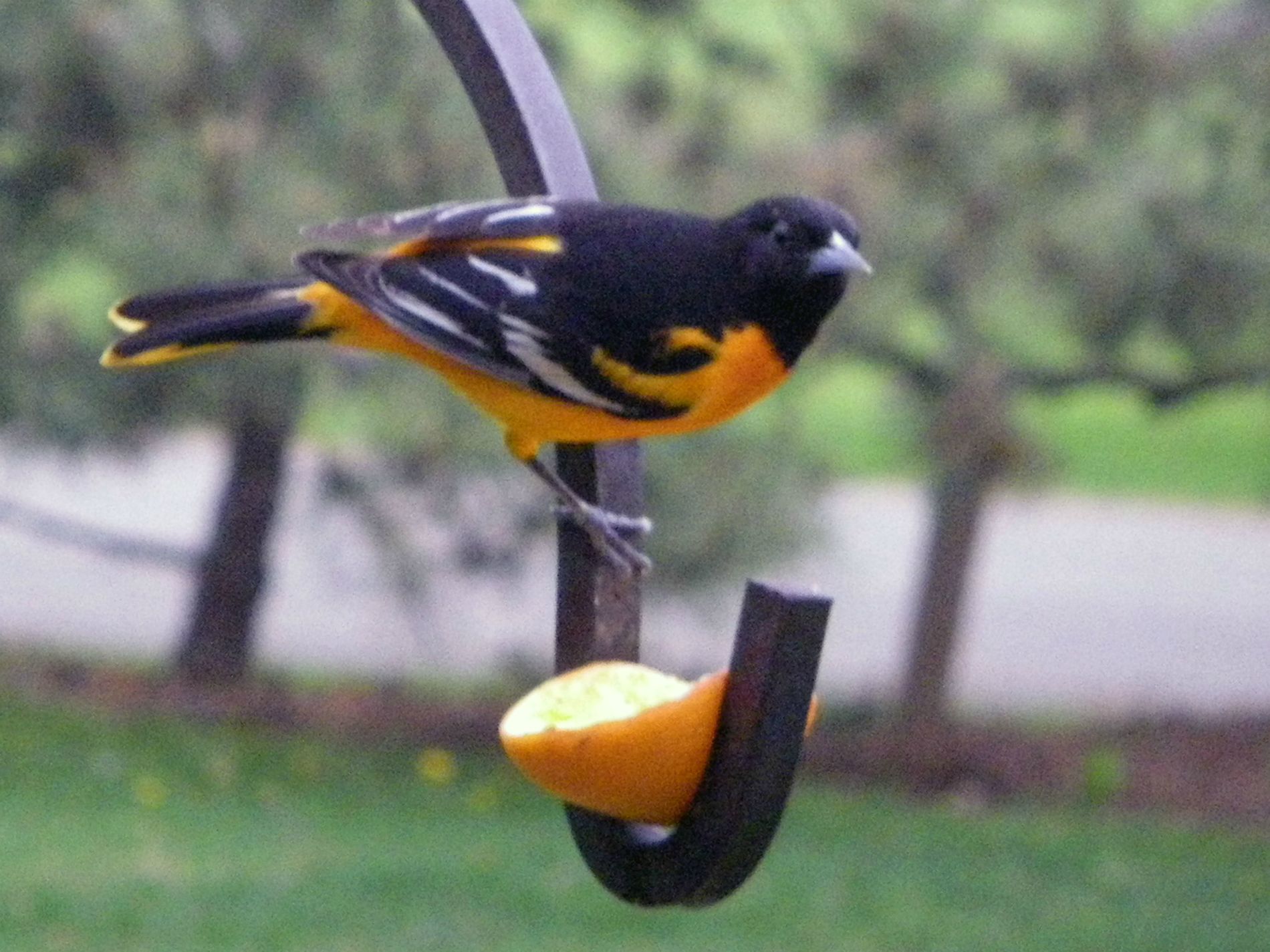 Oriole