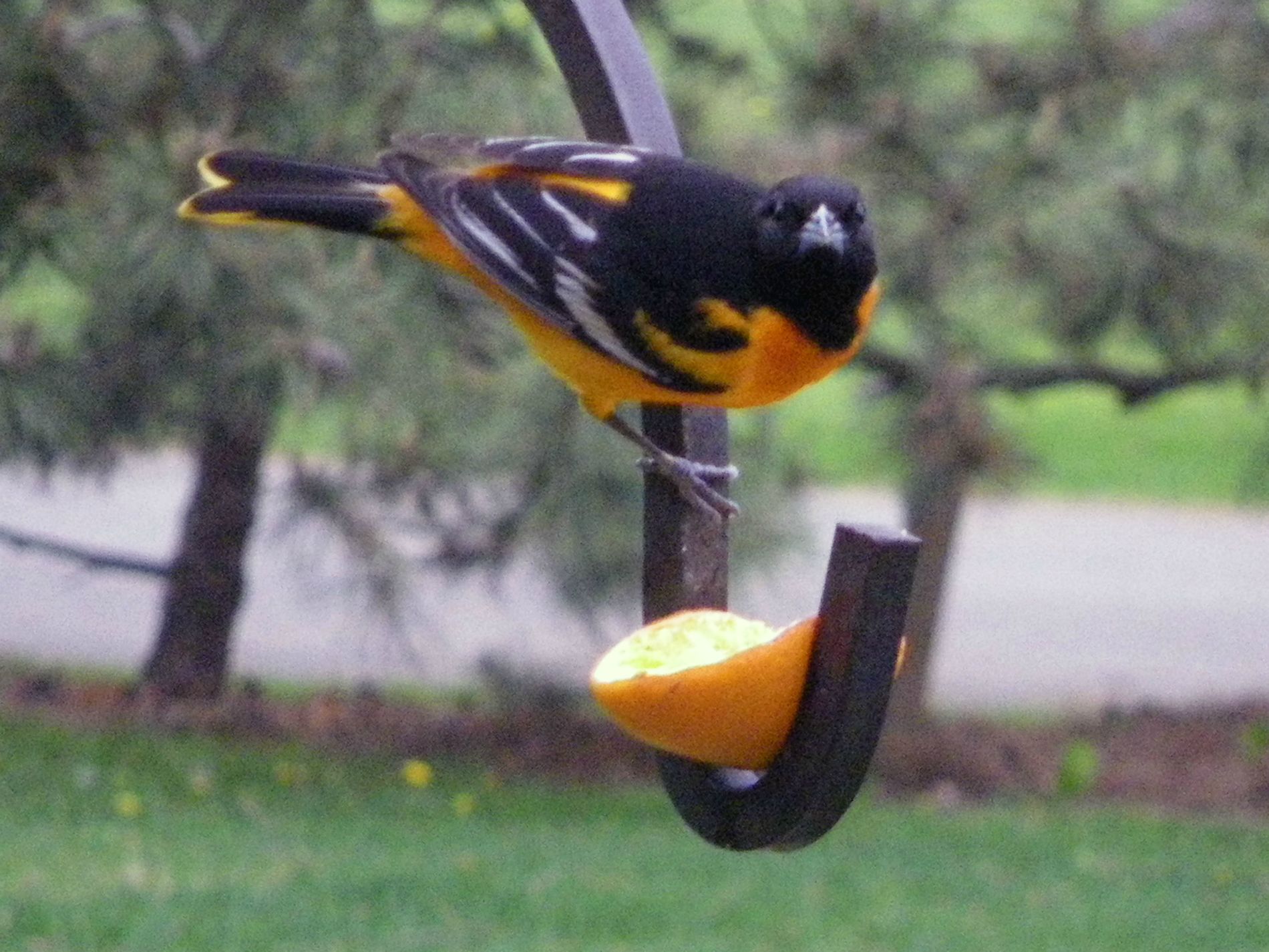 Oriole