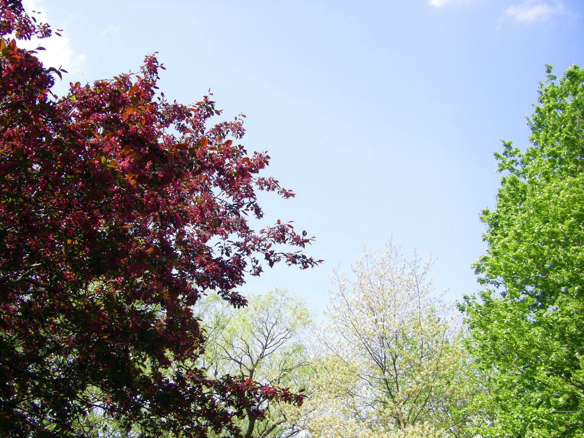 Crabapple, Willow, Oak, Maple.