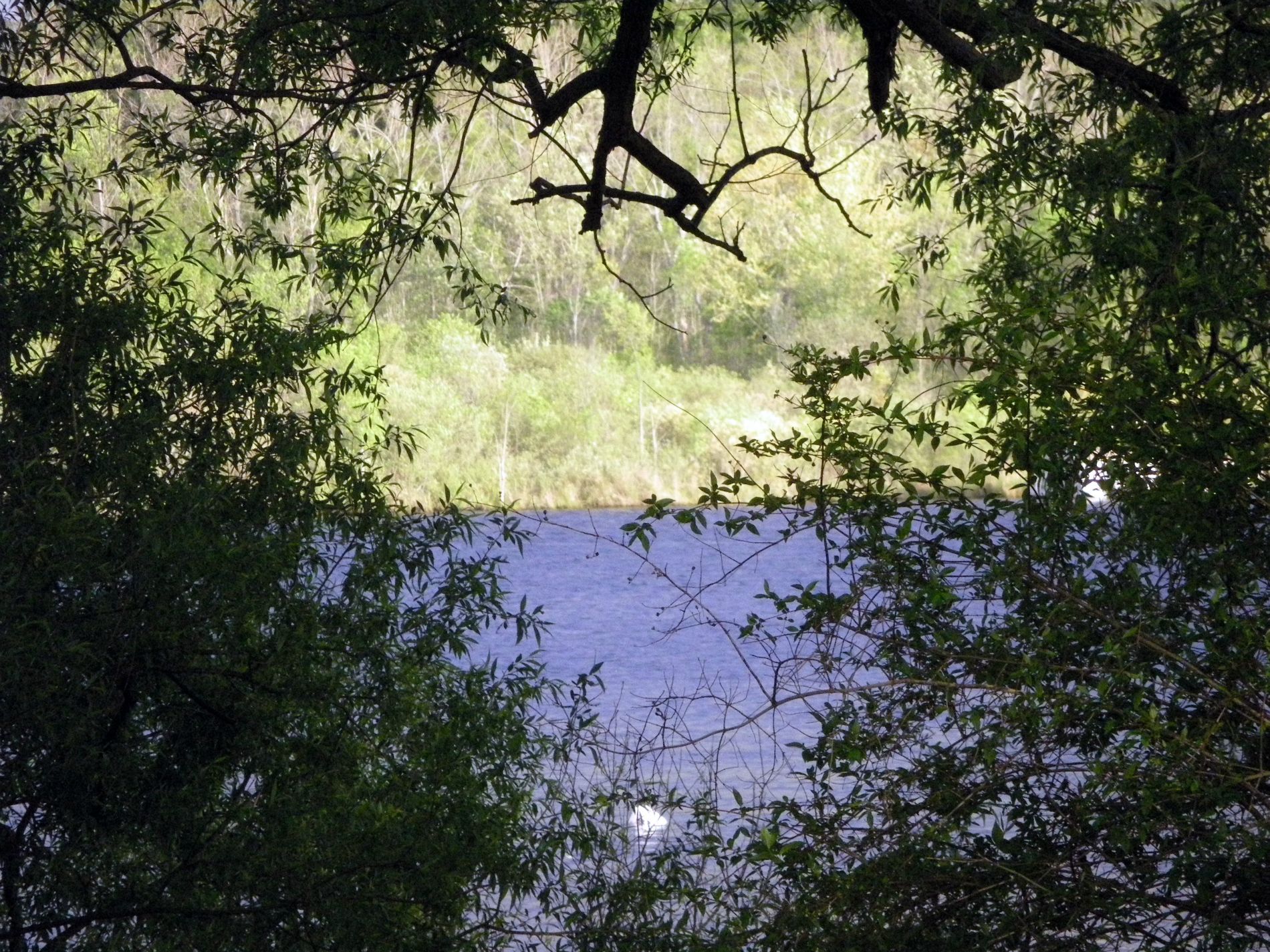 View through the trees.