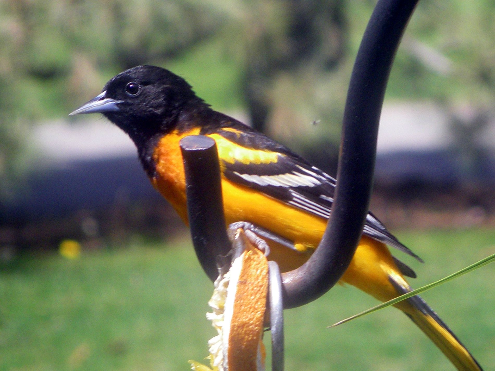 Oriole, from Baltimore.