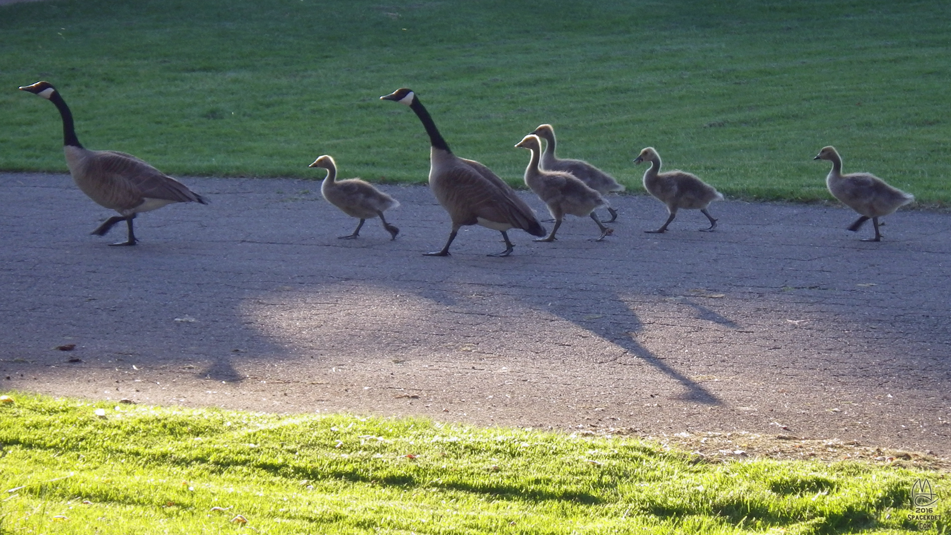 Family walk.