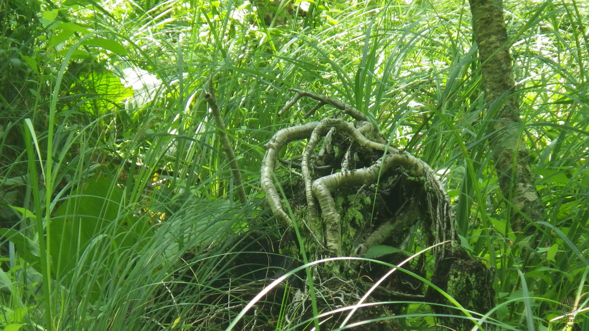 Monkey Paw, or a Michigan mangrove.