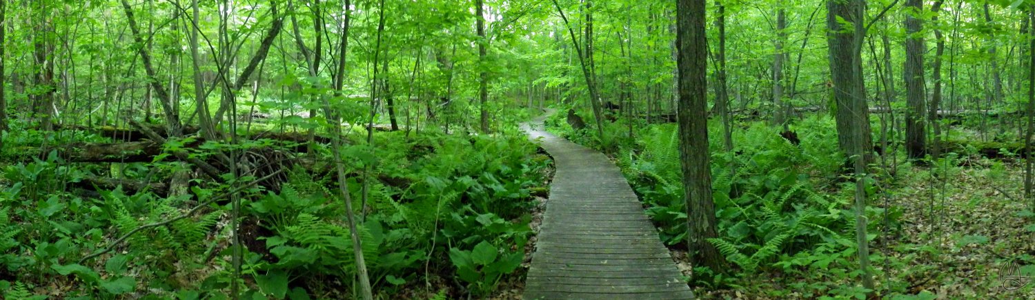 Path through the wetland.  Click here for full size image.