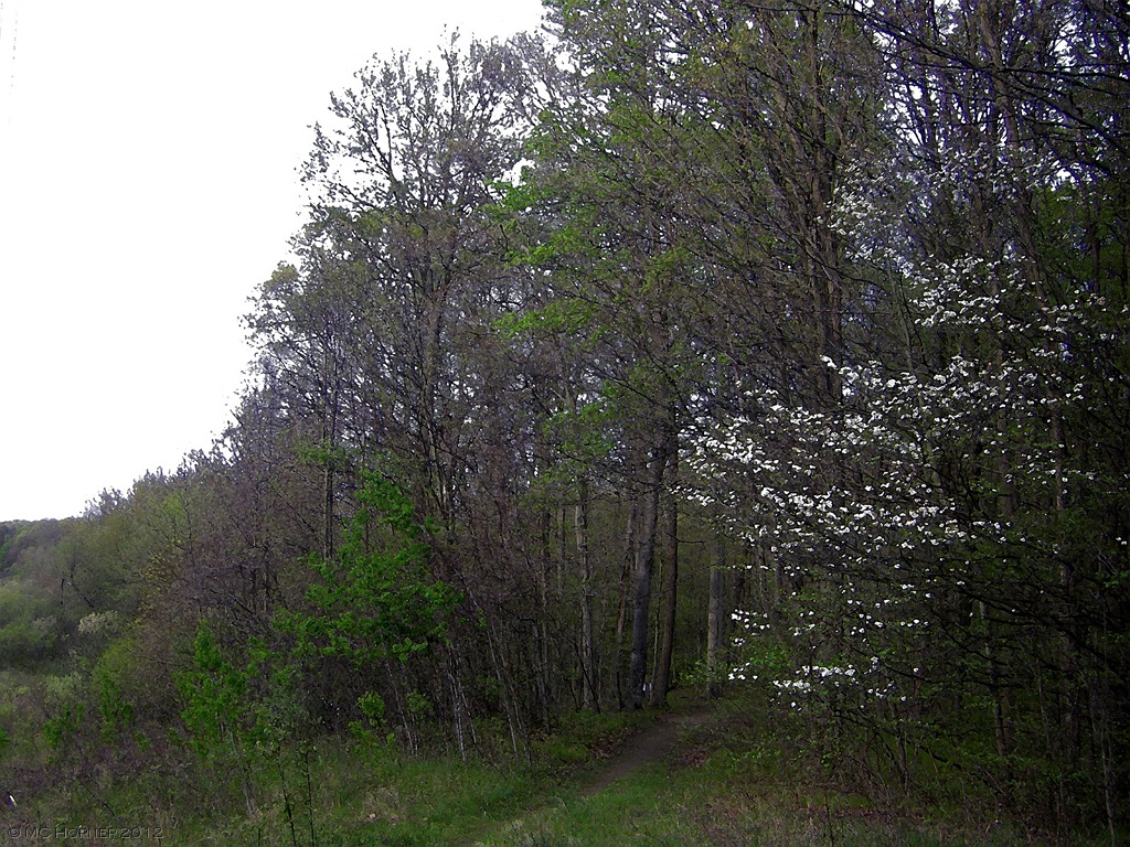 Native Dogwood.