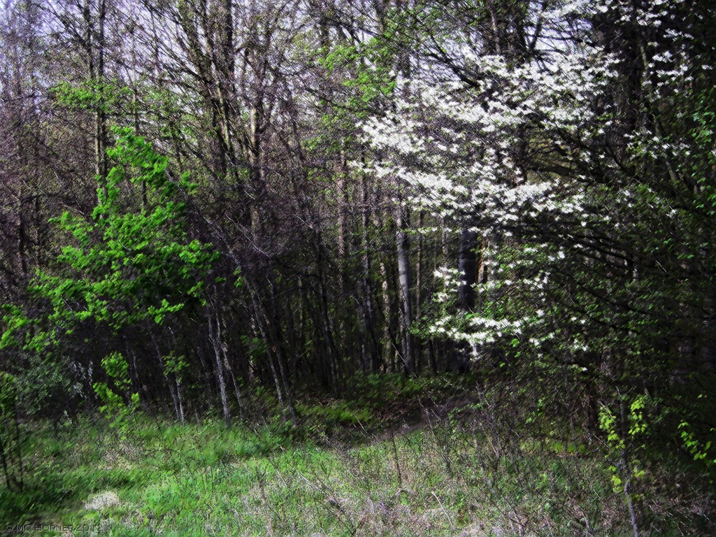 Native Dogwood.