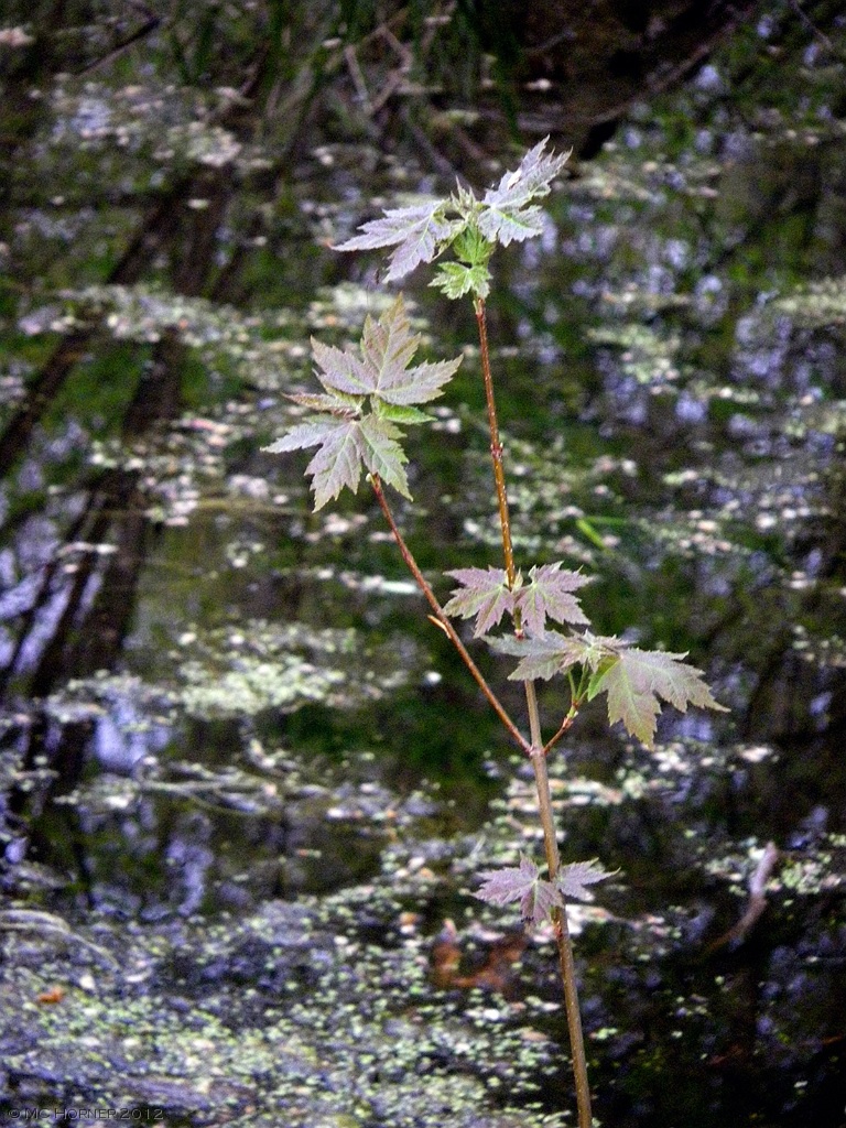 Swamp Maple.