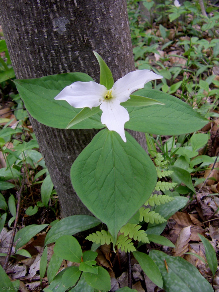 Trillium.