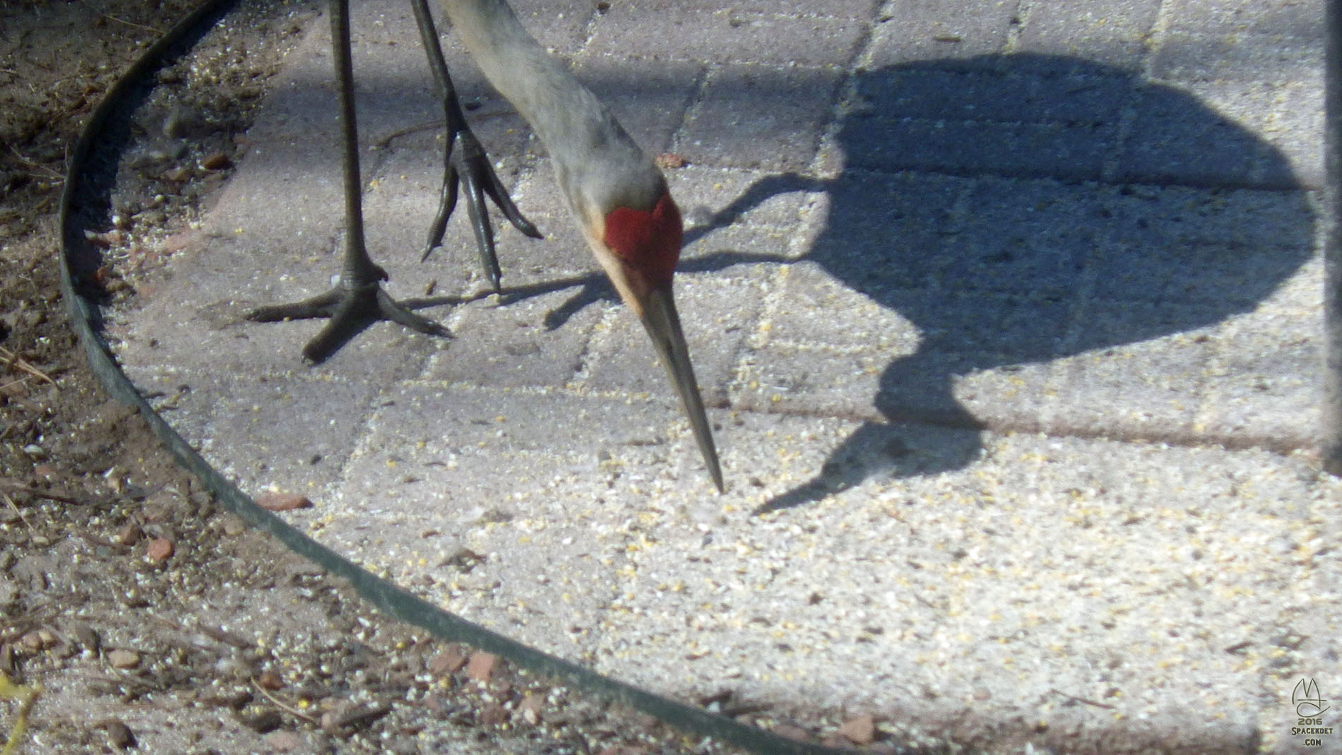 Sandhill Crane.