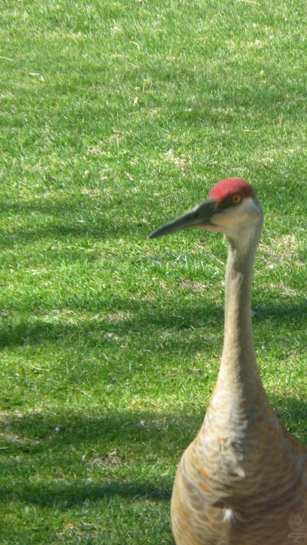 Sandhill Crane.