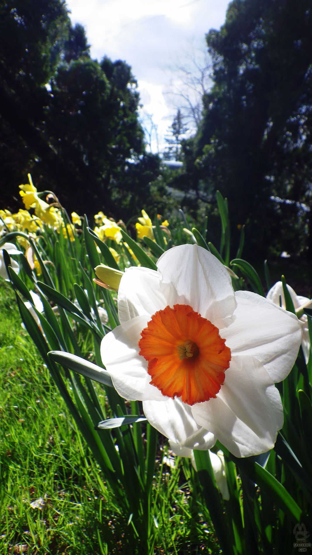 Daffodil. 'Professor Einstein'