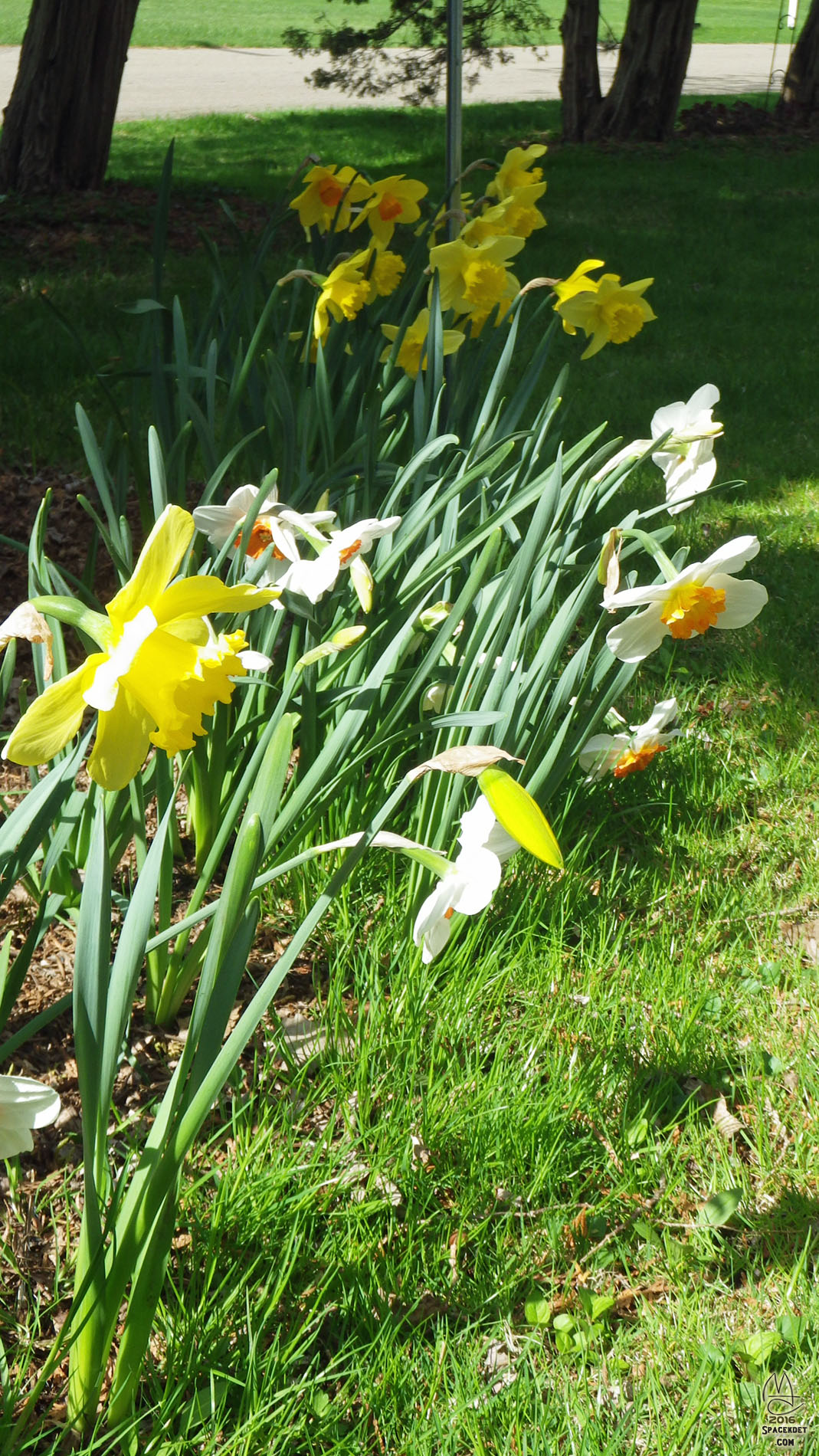 Daffodil.