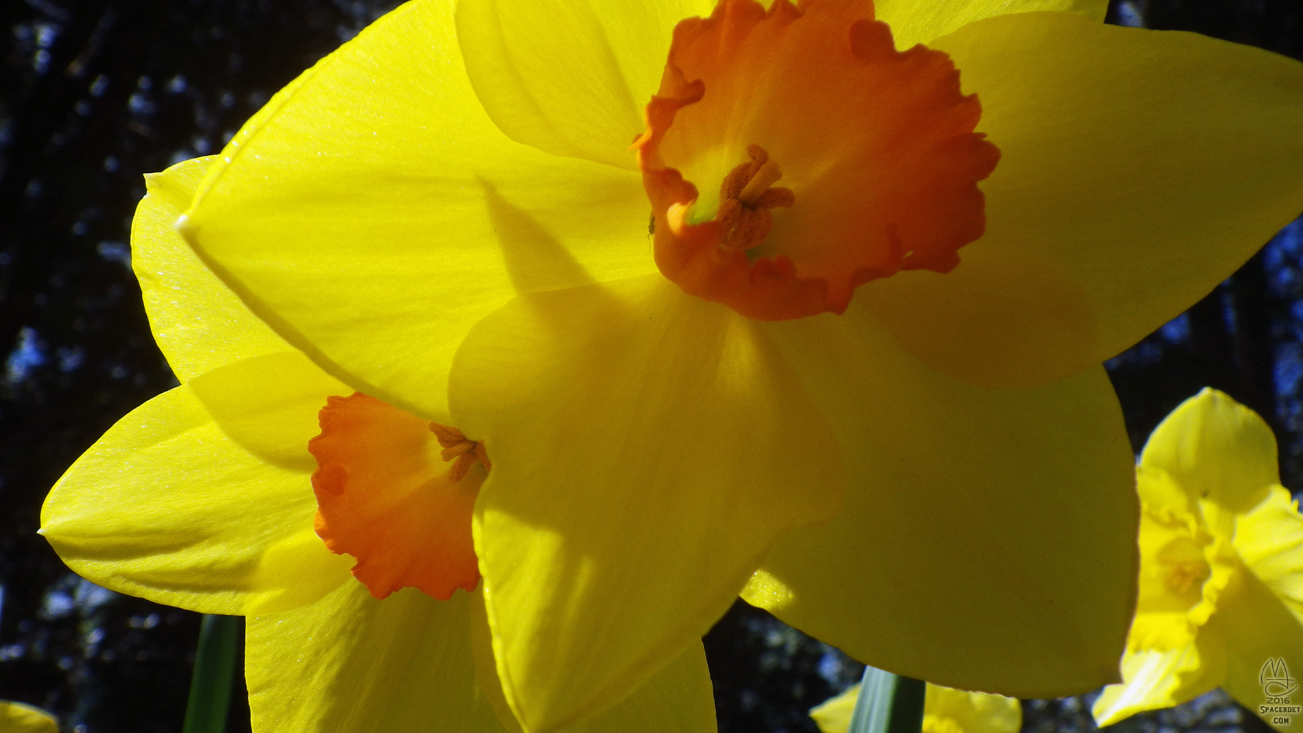 Daffodil.