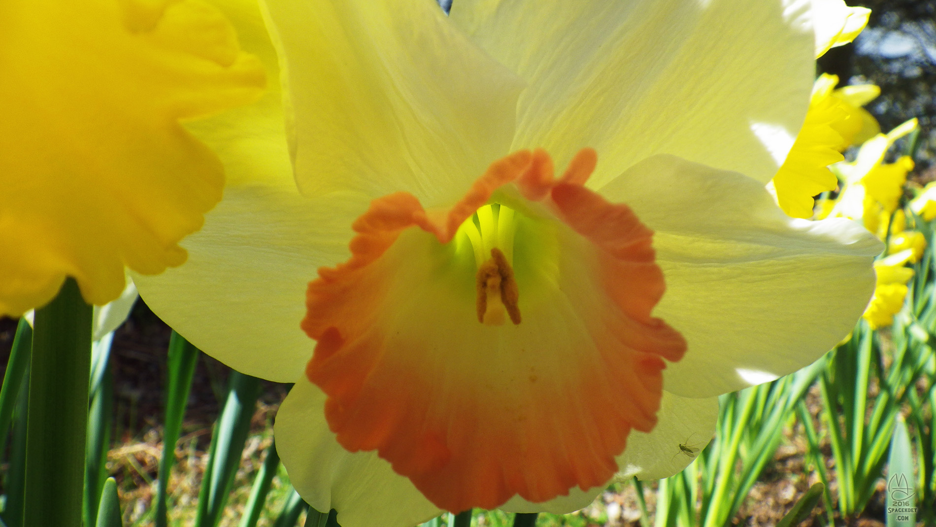 Daffodil.