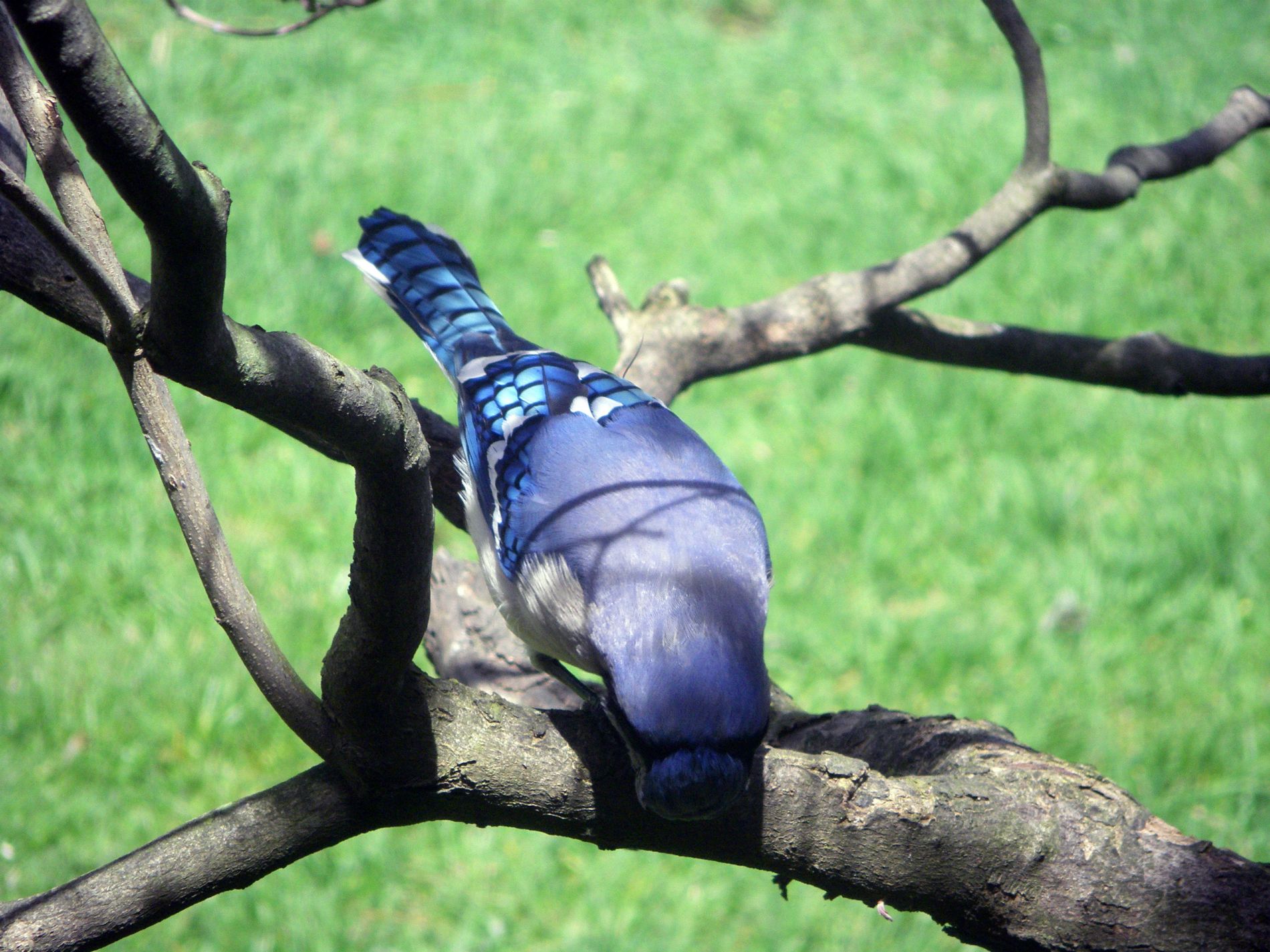 Blue Jay cracking a sunflower seed.